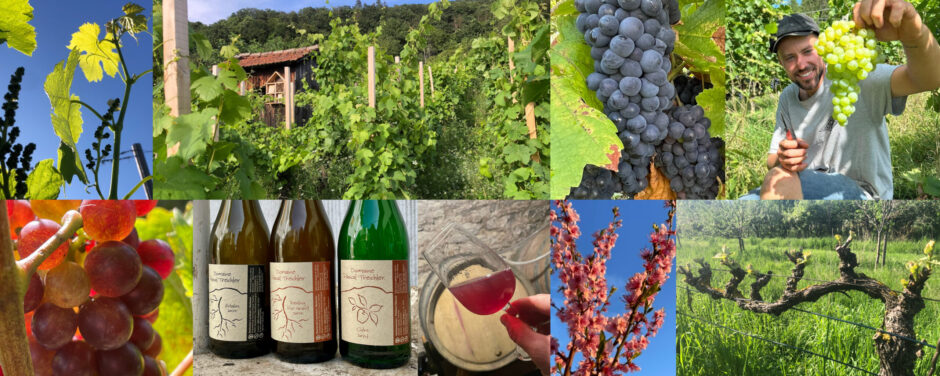 Domaine Pascal Treichler